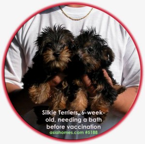 Silkie Terriers just woken up, at breeder's kennels. 9 a.m. Singapore