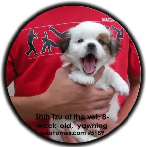 Shih Tzu puppy tired, at the vet for vaccination.