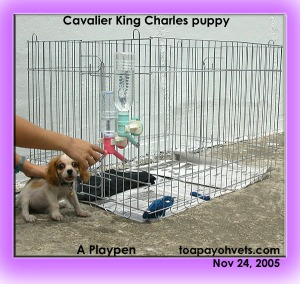 A dual-nozzled water bottle for the puppy outside the playpen. Toa Payoh Vets