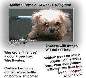 Restrict freedom of Mini-Maltese till paper-trained. Toa Payoh Vets