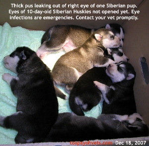 Siberian Huskies, 10 days old. Pus in one eye one pup. Toa Payoh Vets