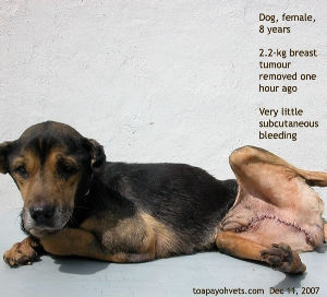 2.2 kg breast tumour is very heavy for the dog. Toa Payoh Vets