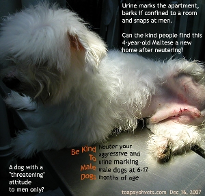 Neutering at 6 months usually prevents urine marking of male dogs. Toa Payoh Vets