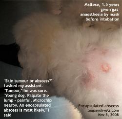 Young Maltese, encapsulated abscess above neck. Toa Payoh Vets