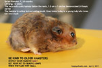 older syrian hamster large cystic mixed tumour below neck risky anaesthesia and surgery toapayohvets